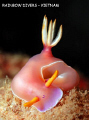 Hypselodoris Bullockii with buddy on his nose. 